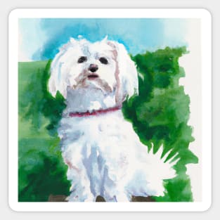 Maltese Watercolor Painting - Dog Lover Gifts Sticker